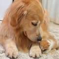 保護子猫が行方不明…