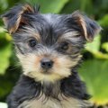 犬の引き渡しは生後…