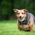 犬の「肥満」は大病…