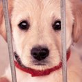 犬が亡くなりやすく…