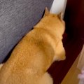 お風呂嫌いの犬に『…