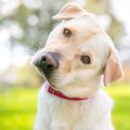 犬が人を怖がってい…