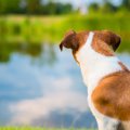 犬が飼い主の後ろに…