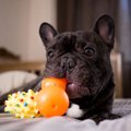 犬がおもちゃを離さ…