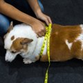 『太りやすい犬種』…