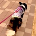 いつも塩対応な犬が…