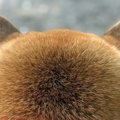 犬の後ろ姿を撮影→『…