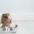 犬が『ご飯を食べて…