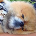 通りすがりのお兄さ…