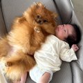 赤ちゃんが『3匹の犬…