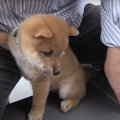 『子犬よ、これが世…