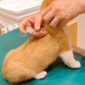 注射のため病院に来…
