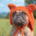 犬に押し付けてはい…