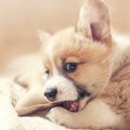 犬がベッドを噛むの…