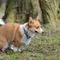 犬がウンチの時にグ…