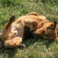 犬がミミズを食べた…