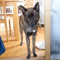 犬が『4年間守ってい…