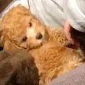 子犬がどんな子にな…