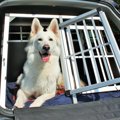 レンタカーに犬を乗…