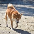犬が片足だけ上げて…
