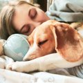 『愛犬が夢に出てく…