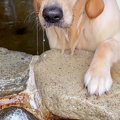 温泉に『大型犬が入…