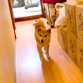 夜遅く帰ったら犬が…