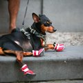 犬に靴は必要？メリ…