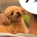 お父さんが犬に『た…