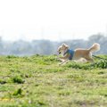 犬と暮らす『田舎と…