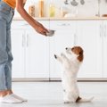 犬がご飯を目の前に…