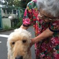 犬のほんわかする話(…