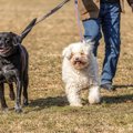 犬の『引っ張り癖』…