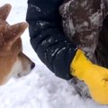 犬が雪に埋もれた草…