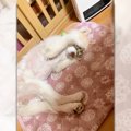 自分の可愛いさわか…