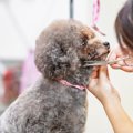 『犬と関わる職業』6…