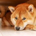 知らぬ間に『犬にス…