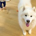 小さな男の子が大型…