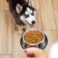 犬の食欲が異常！過…