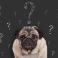 犬にしてはいけない…