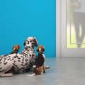 犬はなぜ外出した飼…