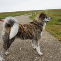 秋田犬の虎毛は人気…