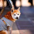 犬の年齢を人間で換…