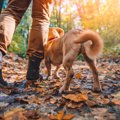 犬の排泄物は想像以…