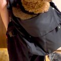 12キロの大きなトイ…