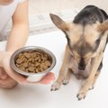 犬が突然『食欲を失…