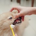 犬の歯磨きをし過ぎ…