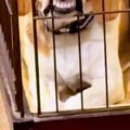 犬が人間のご飯を欲…