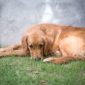 犬が夏に受ける4つの…