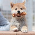 愛犬を家に迎えた初…